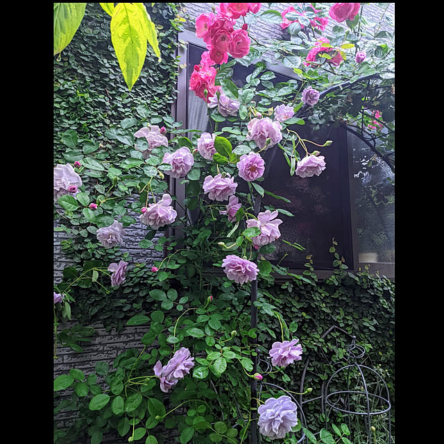 aromameさんの実例写真