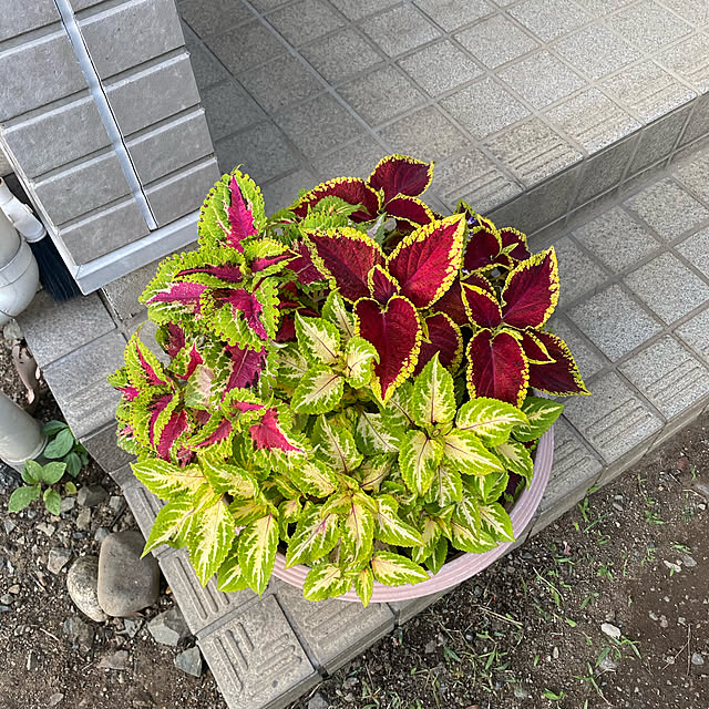 実例写真