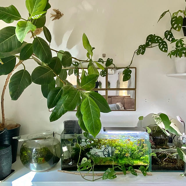 棚/観葉植物/植物/ナチュラルインテリア/海外インテリアに憧れる...などのインテリア実例 - 2024-11-02 20:44:39
