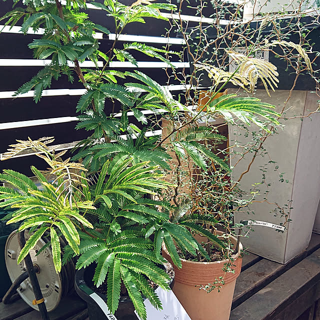 asaさんの実例写真