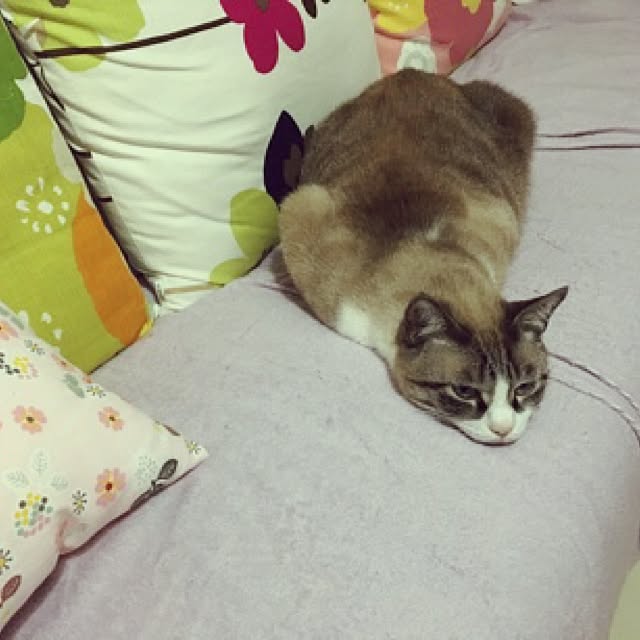 Yukari_buさんの実例写真