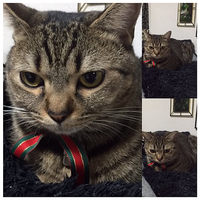 catwomanさんの実例写真