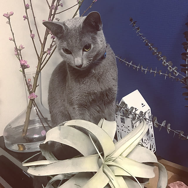 chiyaさんの実例写真