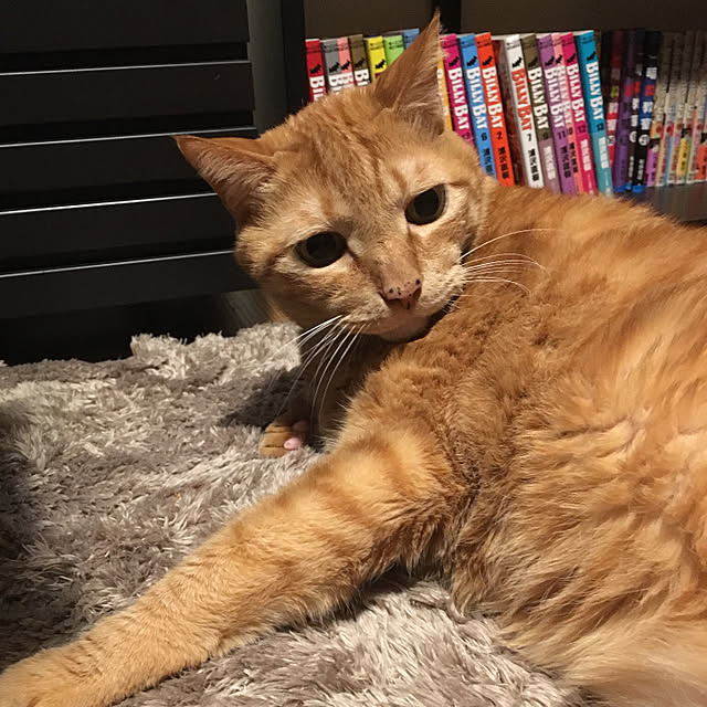 nonnokoさんの実例写真