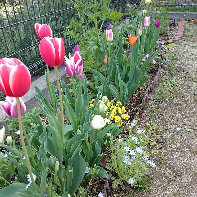 momoharuさんの実例写真