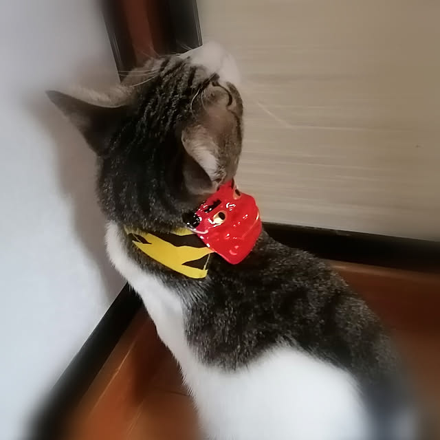 teruminさんの実例写真