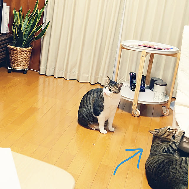 nachiさんの実例写真