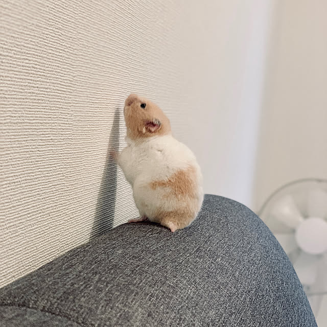 oyuさんの実例写真