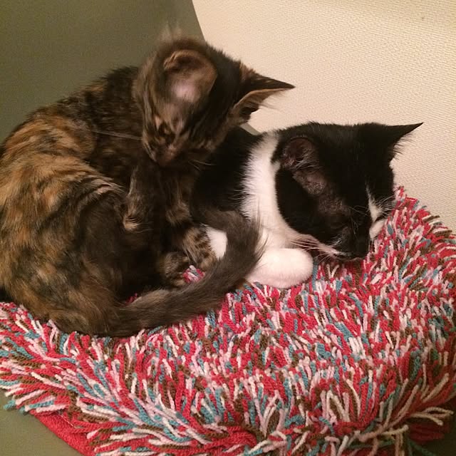 mikomaruさんの実例写真