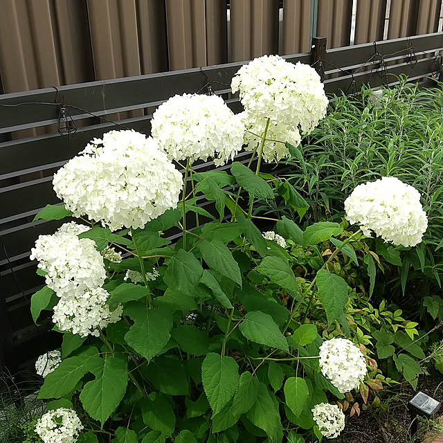 clover2018さんの実例写真
