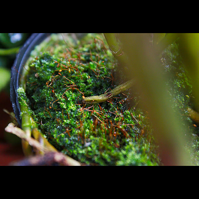 RebusMedusさんの実例写真