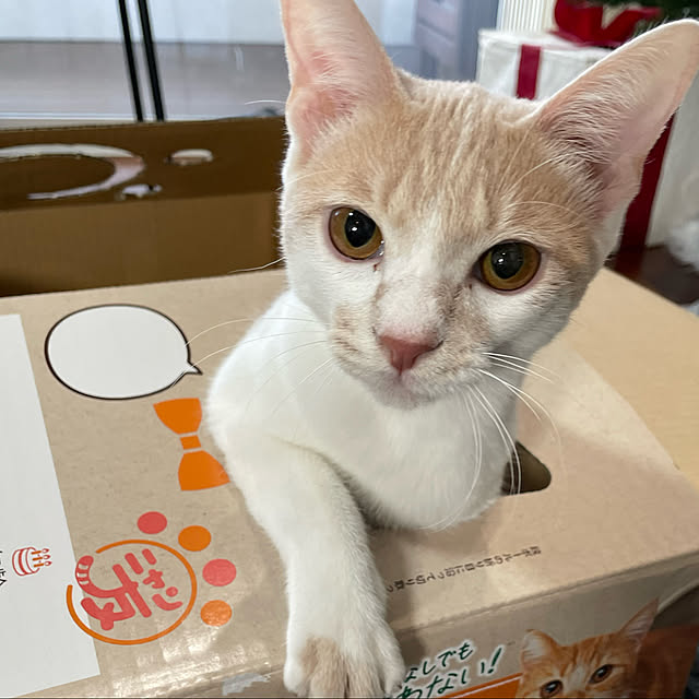chinchillaさんの実例写真