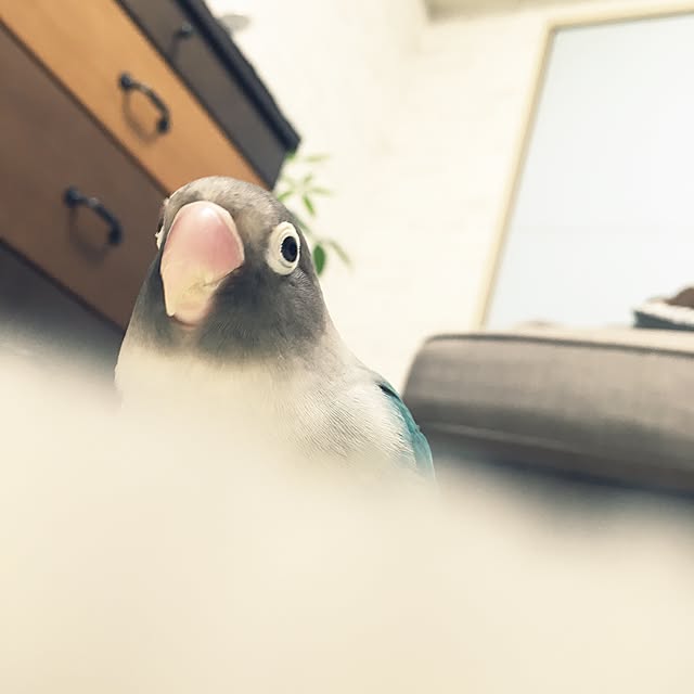 Ayakaさんの実例写真