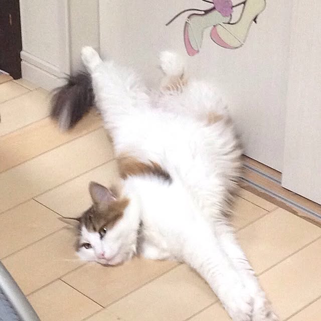 mikan0607さんの実例写真