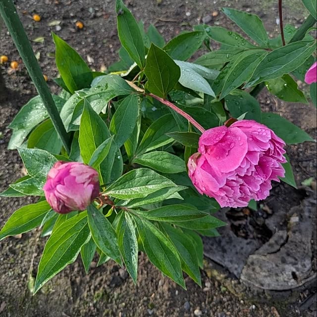 minnieさんの部屋