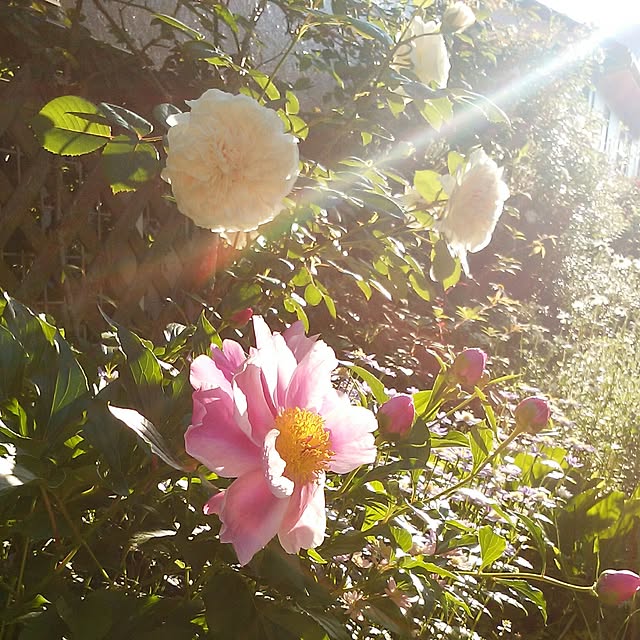 yum0408さんの実例写真