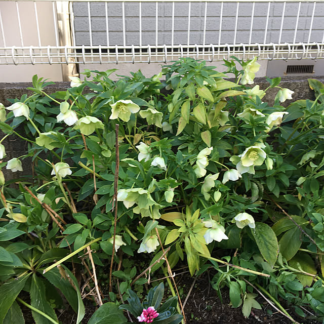 chIoeさんの実例写真