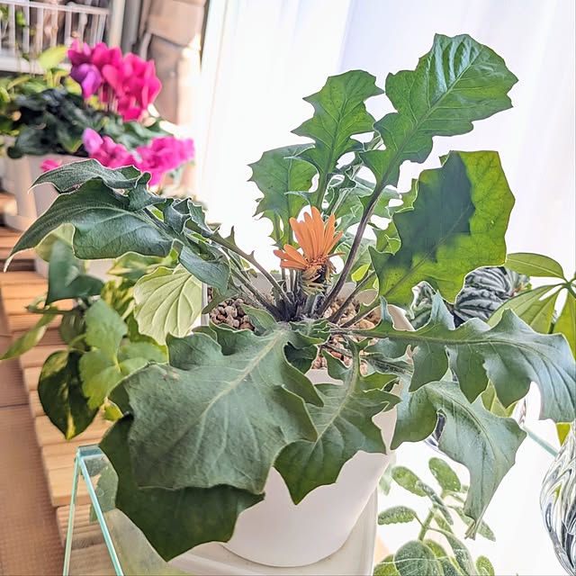 mi-saさんの実例写真