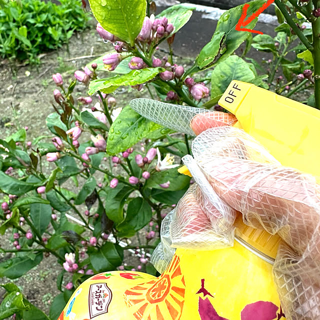 mizuyoさんの実例写真