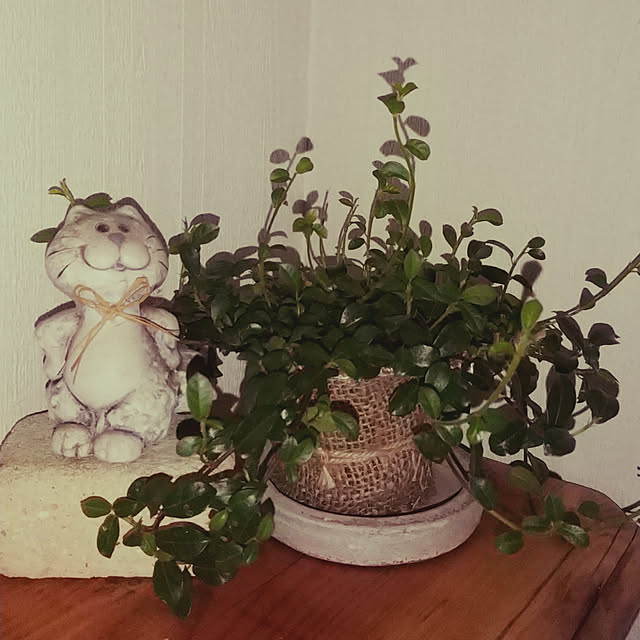 koyutan-mjmさんの実例写真