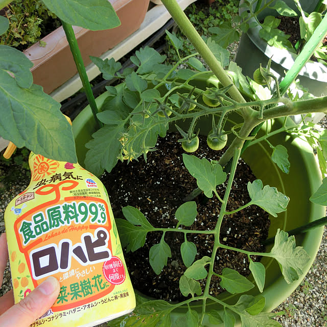 akanegumoさんの実例写真