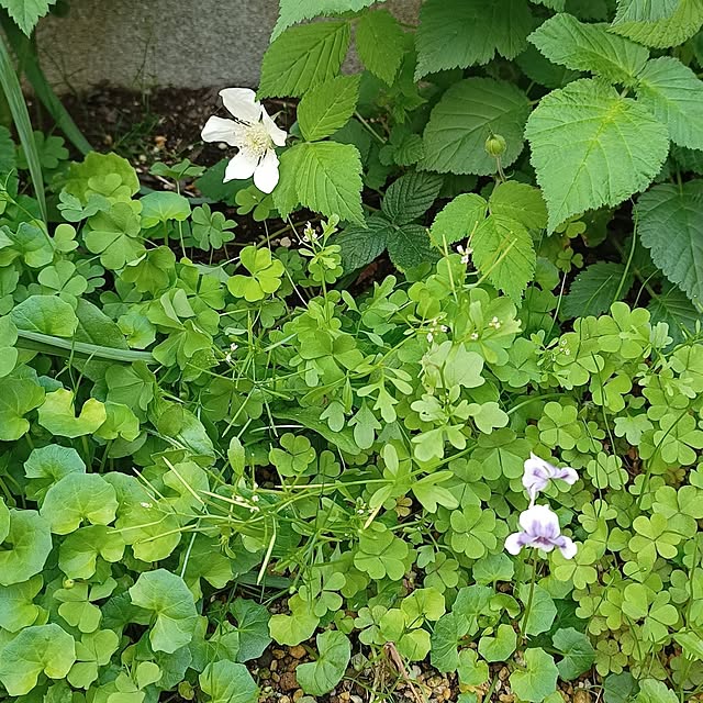 soyokoさんの部屋