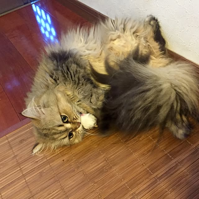 butachanさんの実例写真