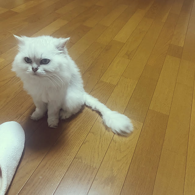 a____samiさんの実例写真