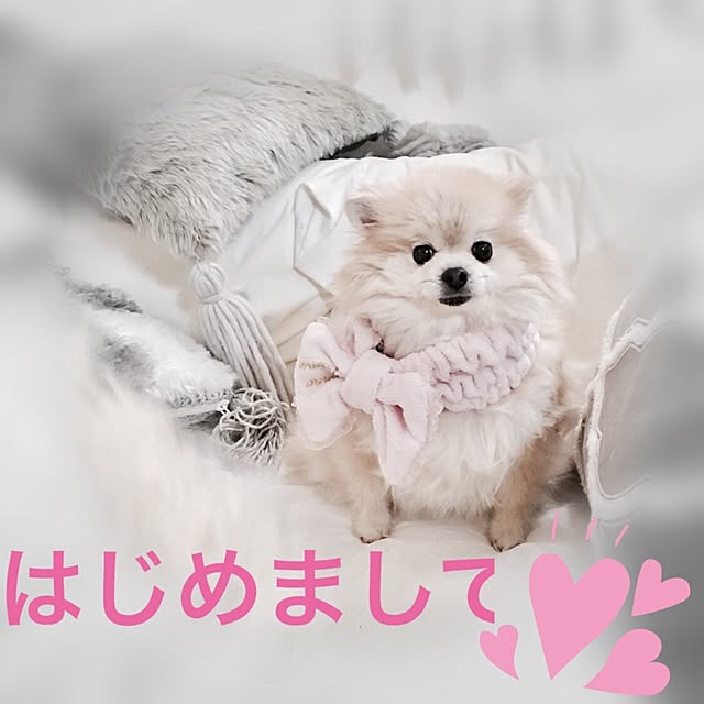 Mopmamaさんの実例写真