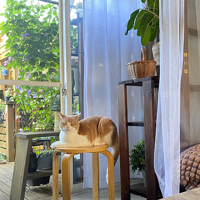 mintteaさんの部屋