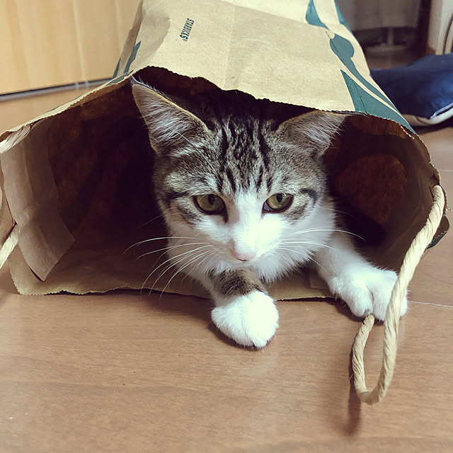 nacchi4さんの実例写真