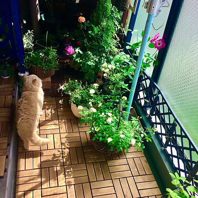 naokoさんの部屋