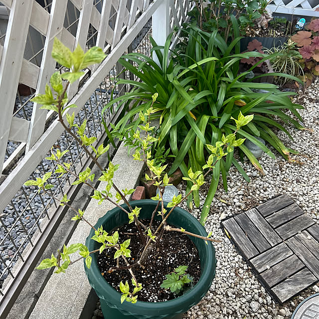 hinamamaさんの部屋
