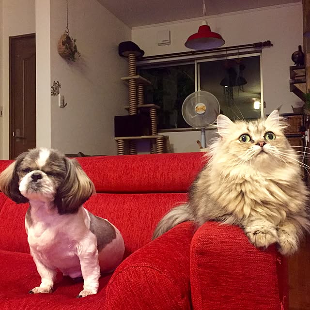 butachanさんの実例写真