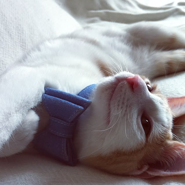 momocoさんの実例写真