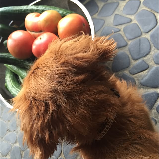 sakuさんの実例写真
