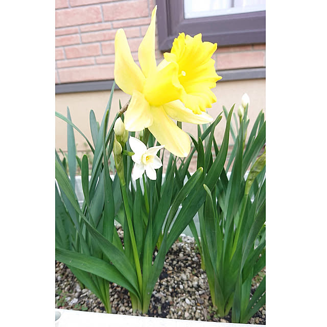 yukkin29さんの実例写真