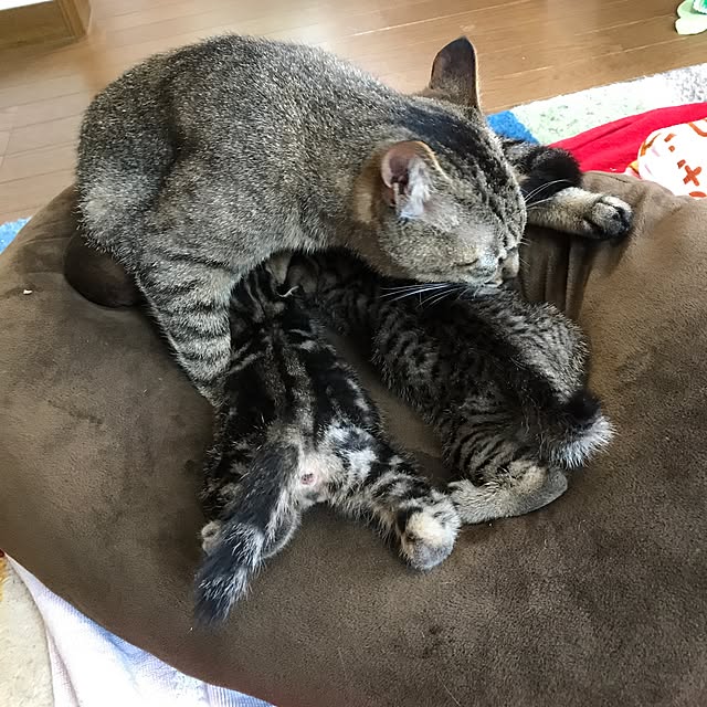 pepeさんの実例写真