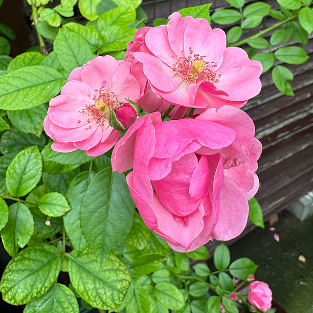 RoseLife5818さんの部屋