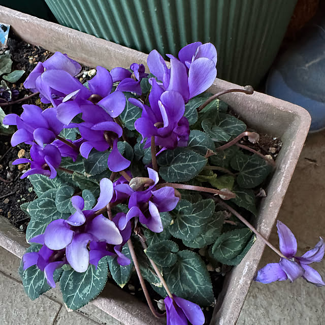 mamizaさんの実例写真