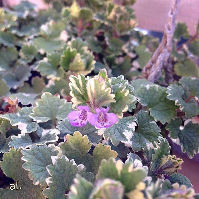ai.さんの実例写真