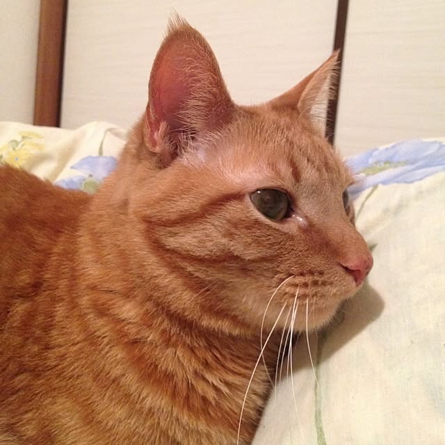 pluginstardustさんの実例写真