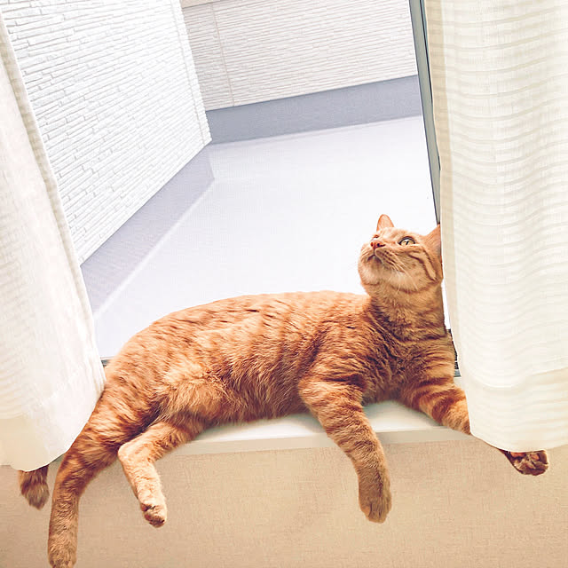 chikuwa_chanさんの実例写真