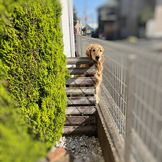 Royさんの実例写真