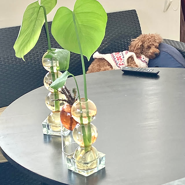 MOMOMAMAさんの実例写真
