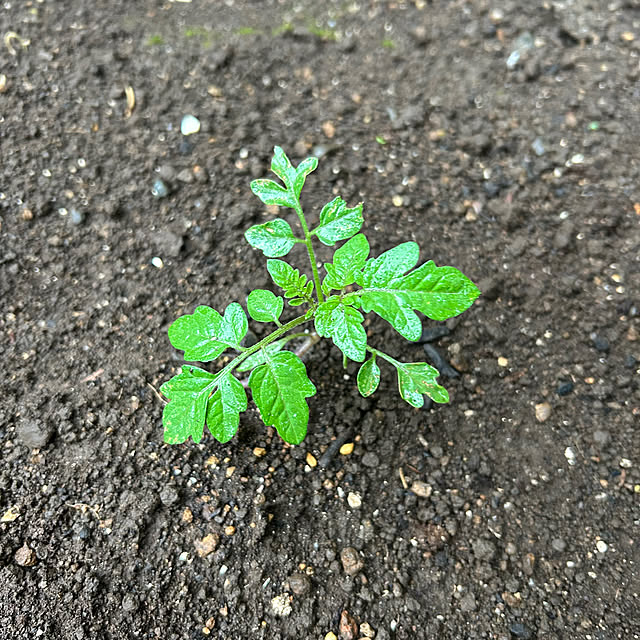 botanさんの部屋