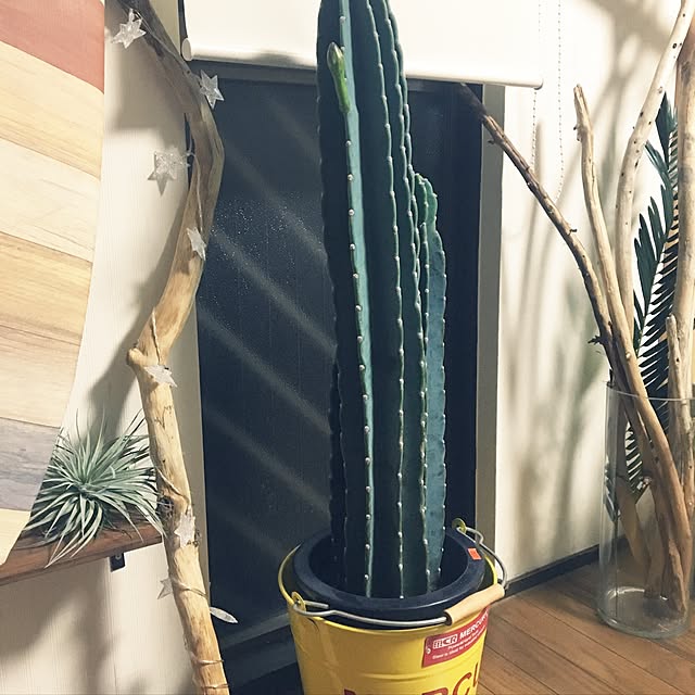 taarijuka06さんの実例写真