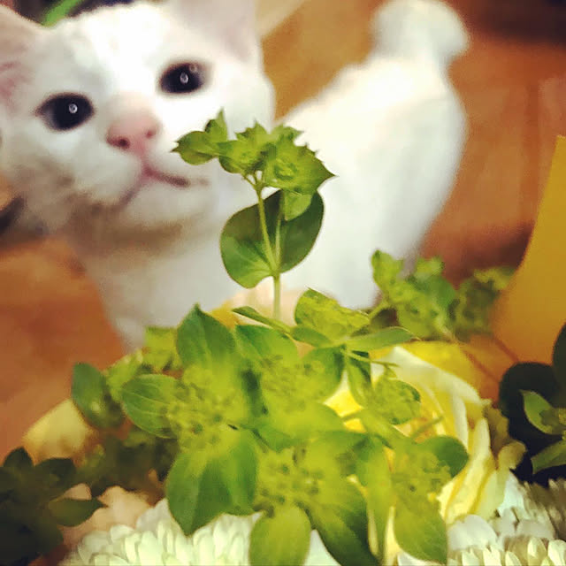 yuki48さんの実例写真