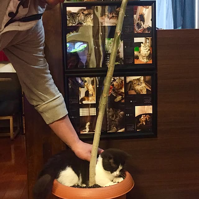 butachanさんの実例写真