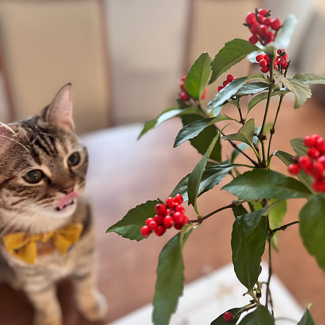 miyu39さんの実例写真